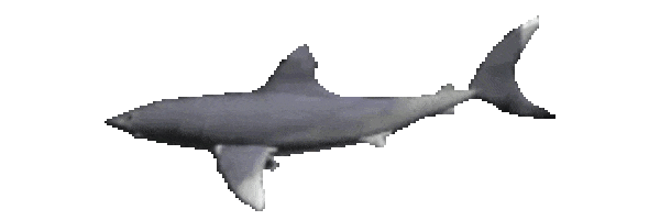 shark spin